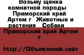 Возьму щенка комнатной породы. - Приморский край, Артем г. Животные и растения » Собаки   . Приморский край,Артем г.